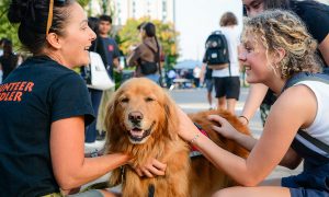 Feeling lonely? Campus therapy dogs may be the fix, study says