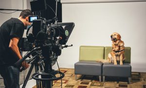 Just press play: Virtual dog therapy can improve mental wellbeing